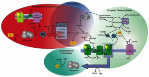 Photosynthesis