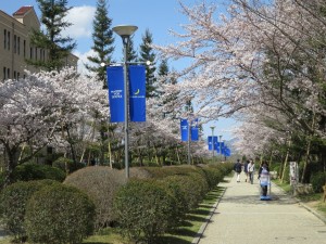 神戸三田キャンパスは桜が満開です。左奥の建物がVII号館、その3階が環境・応用化学科です