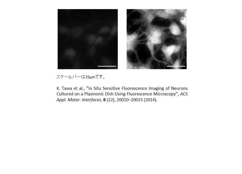 Fluorescence images of neuronal cells cultivated